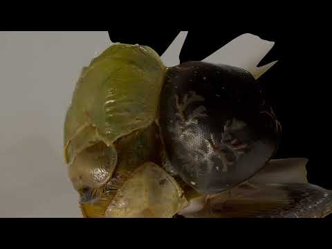 Green darner (Anax junius) focus stack face 8