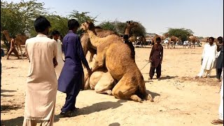 Camel Mating  Animal Breeding  Male and female cam