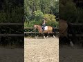 Tr&egrave;s jolie ponette de 11 ans - 146cm