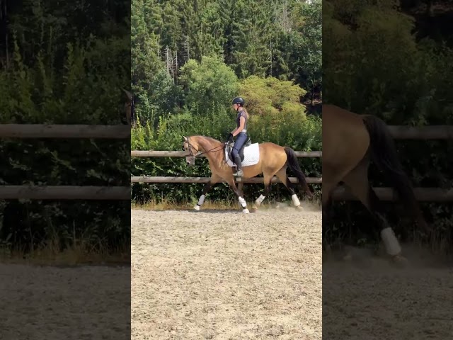 Tr&egrave;s jolie ponette de 11 ans - 146cm