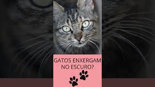 Fofurice Felina: Tudo o Que Você Nunca Soube Sobre os Gatos