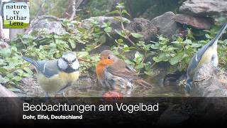 Beobachtungen am Vogelbad. Dohr, Eifel, Deutschland