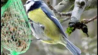 Wess Cide Rock  (Jimmy Dawkins- Cover)