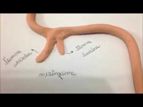 Odontogênese UFPR 2016 stopmotion