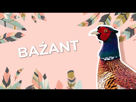 "Bażant" - Dzieciaki oglądają połanieckie zwierzaki