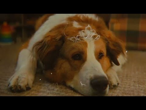 Mes autres vies de chiens 