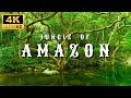 4K Amazon Rainforest Wildlife Discover The Creatures That Inhabit The Jungle