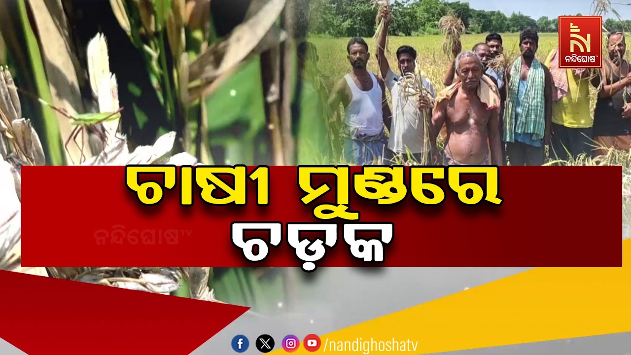 ଧାନ ଅମଳ ବେଳେ ଚାଷୀଙ୍କୁ ଘାରିଛି ପୋକ ଚିନ୍ତା | NandighoshaTV