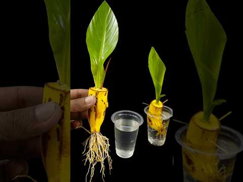 How to grow banana plant at home from fruit || Water propagation for planting #highlights #Flowers