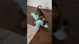 Video preview image #1 Beagle-Unknown Mix Puppy For Sale in The Woodlands, TX, USA
