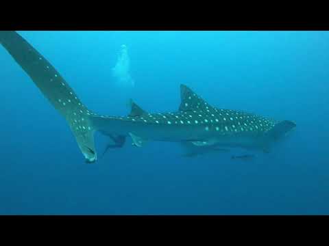 007-残波スキューバダイビング「ジンベイザメに出会った！」Okinawa, Japan