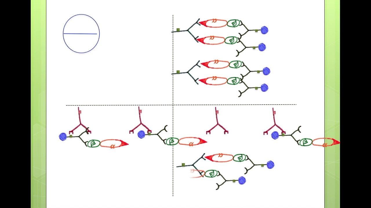 correction exercice 6 page 333 BORDAS test grossesse