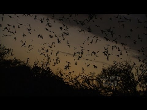 Bracken Bat Cave (Texas Country Reporter) - YouTube
