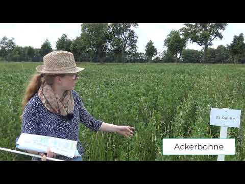 Pflanzenbau Aktuell - Öko Feldtag 2020 -  Ackerbohne