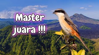 Download lagu CENDET STRESS PUN AKAN NYAUT APALAGI MASTERAN CENDET PASTI BAKAL NARUNG DIJAMIN. mp3