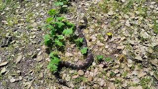 BIG Rattlesnake on the Trail 😱    #rattlesnake