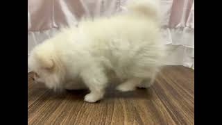 ハーフ犬の動画01