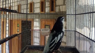 Download lagu Cuitan kapasan kemiri gacor mp3 Download lagu Cuitan kapasan kemiri gacor mp3