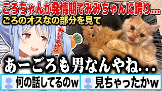 ごろちゃんが発情期でみみちゃんに跨るオスな所を見てしまう兎田ぺこらw【切り抜き/ホロライブ】