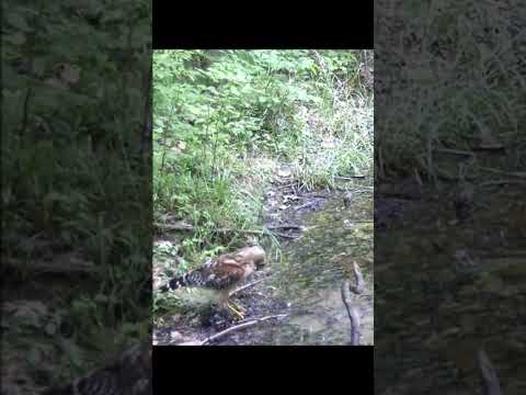 アカハダタカ #hawk #raptors