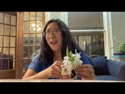 Orchid Hunters: Richard Mueller Crosses from Diamond Orchids