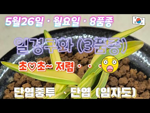 유튜브 썸네일