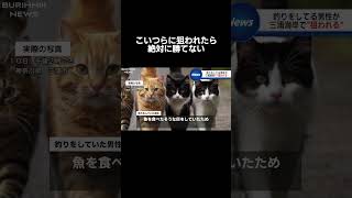 #ニュース#壺浅アナ#福井アナ#ツボる#放送事故#猫#四天王