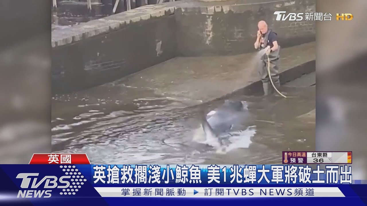 英搶救擱淺小鯨魚　美1兆蟬大軍將破土而出