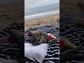 Cat Daddy goes to the Beach #shorts