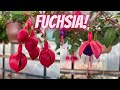 Fuchsia Plant Care: How to Plant, Grow and Care for Fuchsias