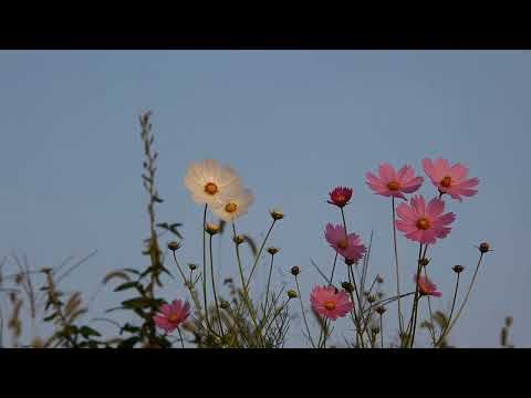 Lagu Makassar Iwan Tompo Bangkenga Cini