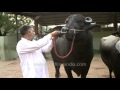 Million Dollar Bovine Family