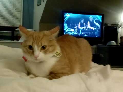 Cat chillin listening to techno Richie hawtin b2b dubfire