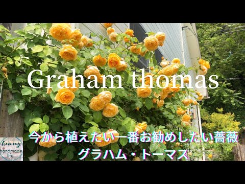 イングリッシュローズ「グラハム・トーマス」 植物