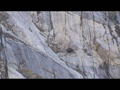 CALIFORNIA CONDOR NEST DISCOVERED IN MEXICO