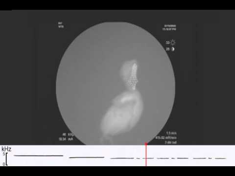 Vocal tract motor patterns and resonance during constant frequency song: the white-throated sparrow