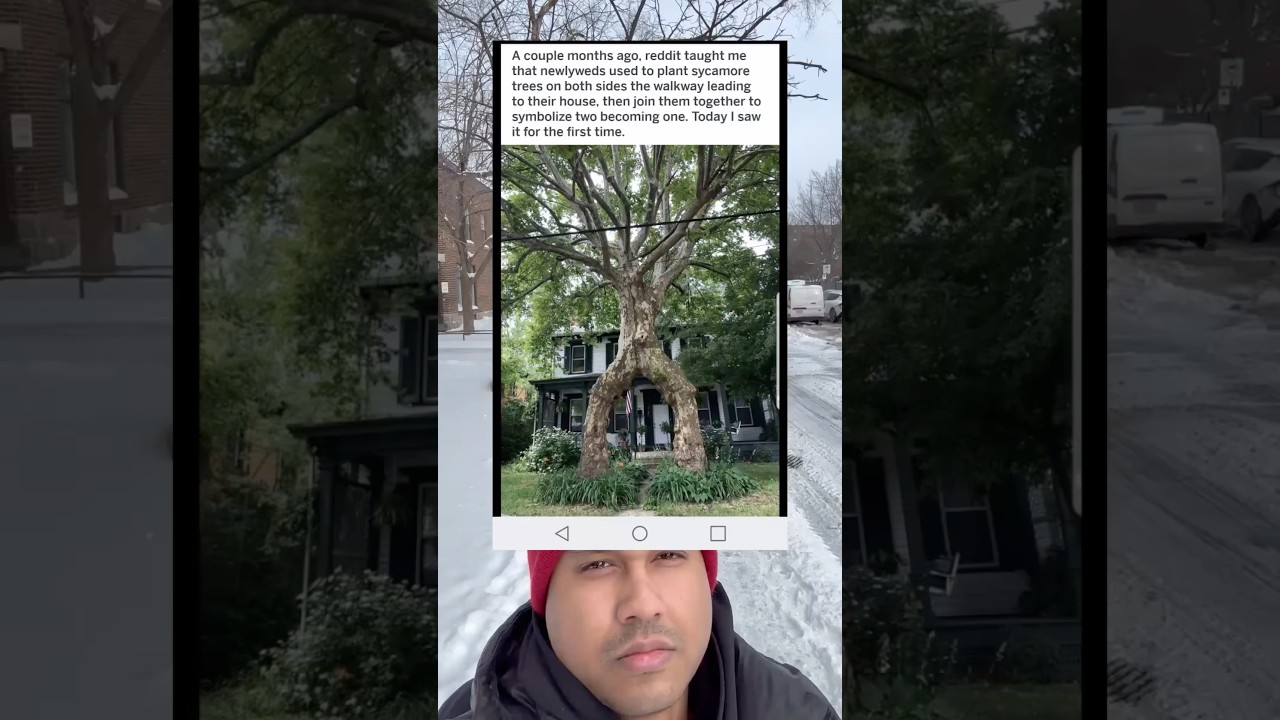 This tree is incredible