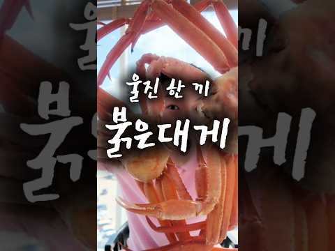 탱글탱글 달짝지근 붉은대게 #울진한끼