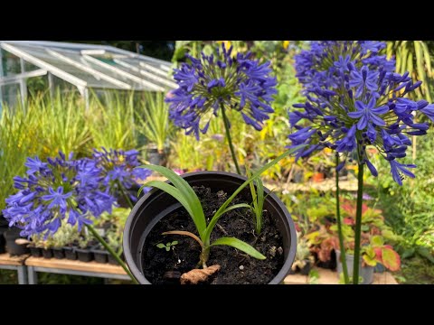 , title : 'The ups and downs of growing our own Agapanthus seedlings'