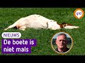 Dieren hebben nog steeds niet overal schaduw in de hitte!