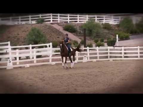 "Feiner" FEI Dressage Schoolmaster