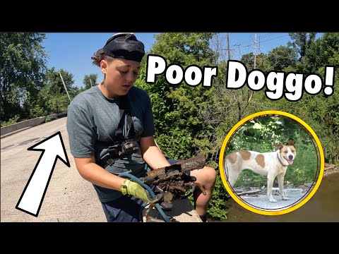 I Never Wanted to See This...... Magnet Fishing Dangerous City - Stray Dog Helped