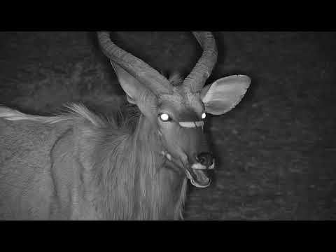 Djuma: Nyala bull and Impala ram - 19:13 - 10/25/19