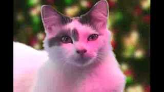 Jingle Cats: Angels we have heard on high - Douteux.org