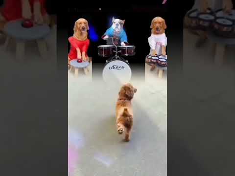 dog sound!dog videos