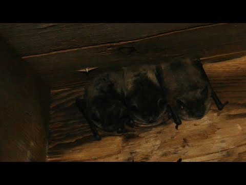 Counting Bats