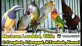 Download lagu MASTERAN KOMPLIKASI LOVEBIRD CILILIN CUCAK CUNGKOK... mp3