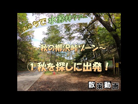 【おうちで水源林ツアー】 ～秋の柳沢峠ゾーン～ ①秋を探しに出発