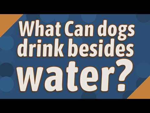 What Can dogs drink besides water?