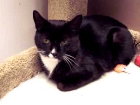 download lagu mp3 mp4 Flowers Named After Cats, download lagu Flowers Named After Cats gratis, unduh video klip Flowers Named After Cats